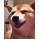 ~OFFICIAL doge squad~