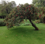 Our Apple Orchard!