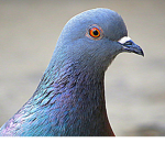 PigeonGroup