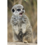 Die Erdmännchen