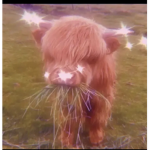 bxrbies-