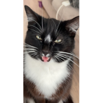 Mittens Rulez