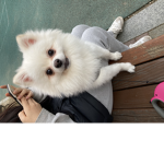 로벅 줄겡 들어왕