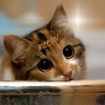 mееow
