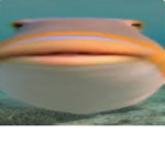 pogchamp group yes