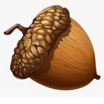 Acorns!!!