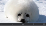 ArcticUnited