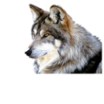 Wolf. Pack..