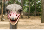 Smilez Group ;)
