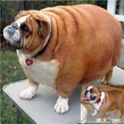 Fat dog!!!! Roblox decal