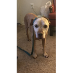 Francis the Pitbull Fans