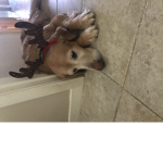 The IZZY DOG GROUP