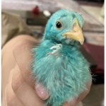 Goofy Studios: Bird Madness