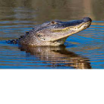 Alligators like melon