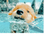Preppy_Dog