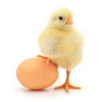 lilChicken