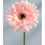 Daisy group MayzOMG