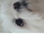 검은 우파루파