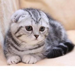 Cat World!