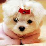 Puppies for ever!