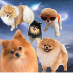 Love pomeranias