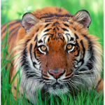 The Tigers Club.