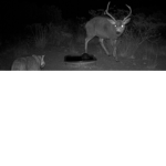 The Watchful Hunters