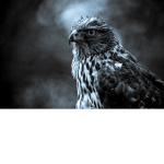 The Dark Falcons!