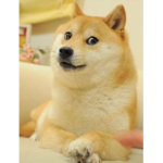 The Magnificent Doges