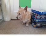 Dave the dog!