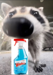 The Windex Raccoons (PL)