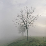 -The Fog-