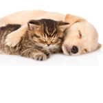 Puppy and kitten friends