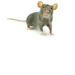Fire rats