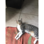 Mel_