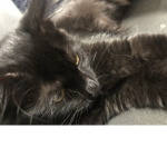 Hi welcome to cat cat group