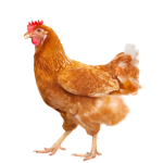 Chicken Cult! :D