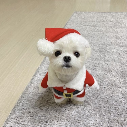Christmas ready doggy doggo dog royale high icon Roblox decal