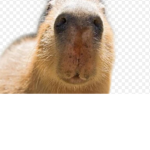 Capybara friend group