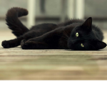 THE DARK CATS!!!!!!!!!!!!