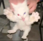 (¬¬)