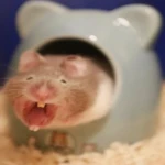 Hammy Ham Slams Group Thumbnail