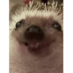 pebblezs