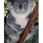 The Koala Fanss
