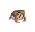 Frog patting zoo