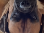 Woof woof army pls join