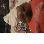 The Yorkie