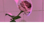 rose gardener