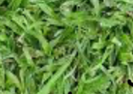 Just touch grass