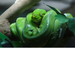 Reptile Association